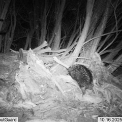 Tachyglossus aculeatus (Short-beaked Echidna) at Wirlinga, NSW - 16 Oct 2025 by RobCook