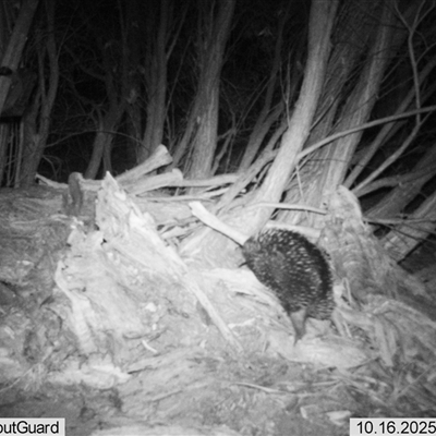 Tachyglossus aculeatus (Short-beaked Echidna) at Wirlinga, NSW - 16 Oct 2025 by RobCook