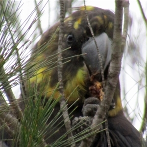 Calyptorhynchus lathami lathami (Glossy Black-Cockatoo) by GITM2