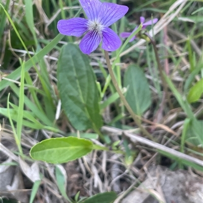 Viola betonicifolia subsp. betonicifolia (Arrow-Leaved Violet) at Broadway, NSW - 16 Oct 2025 by JaneR