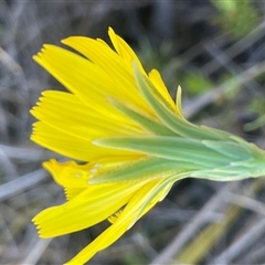 Microseris walteri (Yam Daisy, Murnong) at Broadway, NSW - 16 Oct 2025 by JaneR