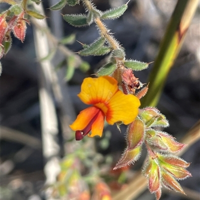 Pultenaea procumbens (Bush Pea) at Broadway, NSW - 16 Oct 2025 by JaneR