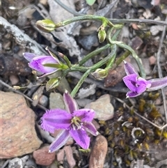Thysanotus patersonii (Twining Fringe Lily) at Broadway, NSW - 16 Oct 2025 by JaneR