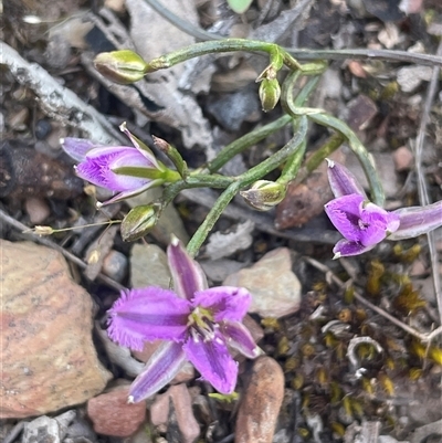 Thysanotus patersonii (Twining Fringe Lily) at Broadway, NSW - 16 Oct 2025 by JaneR