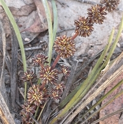 Lomandra multiflora (Many-flowered Matrush) at Broadway, NSW - 16 Oct 2025 by JaneR