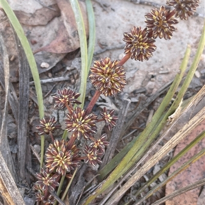 Lomandra multiflora (Many-flowered Matrush) at Broadway, NSW - 16 Oct 2025 by JaneR