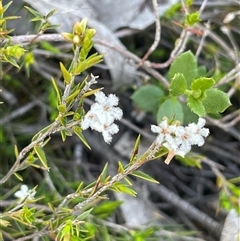 Leucopogon virgatus (Common Beard-heath) at Broadway, NSW - 16 Oct 2025 by JaneR