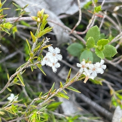 Leucopogon virgatus (Common Beard-heath) at Broadway, NSW - 16 Oct 2025 by JaneR
