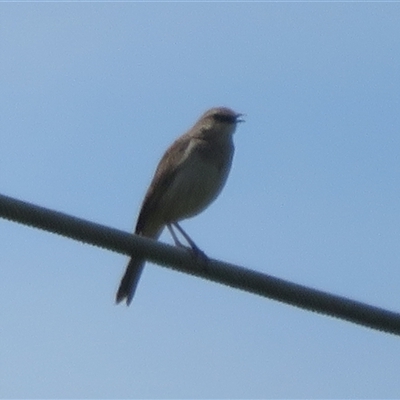 Cincloramphus mathewsi at Fyshwick, ACT - 7 Oct 2025 by Christine