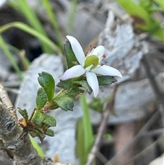 Rhytidosporum procumbens (White Marianth) at Broadway, NSW - 16 Oct 2025 by JaneR