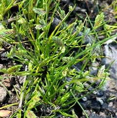 Isolepis levynsiana (Tiny Flat-sedge) at Broadway, NSW - 16 Oct 2025 by JaneR