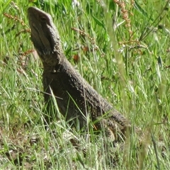 Pogona barbata at Strathnairn, ACT - 11 Oct 2025 by Christine
