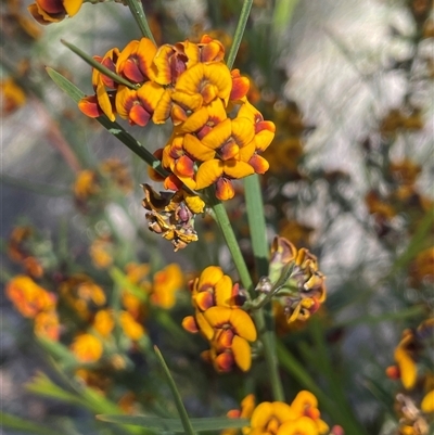 Daviesia leptophylla (Slender Bitter Pea) at Broadway, NSW - 16 Oct 2025 by JaneR