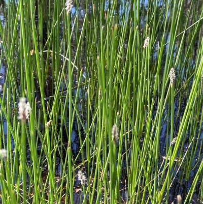 Eleocharis acuta (Common Spike-rush) at Broadway, NSW - 16 Oct 2025 by JaneR
