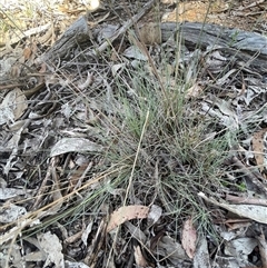 Poa sieberiana (Poa Tussock) at Broadway, NSW - 16 Oct 2025 by JaneR