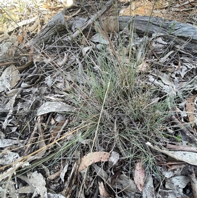 Poa sieberiana (Poa Tussock) at Broadway, NSW - 16 Oct 2025 by JaneR