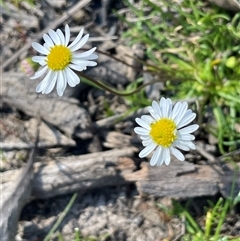 Calotis anthemoides (Chamomile Burr-daisy) at Broadway, NSW - 16 Oct 2025 by JaneR