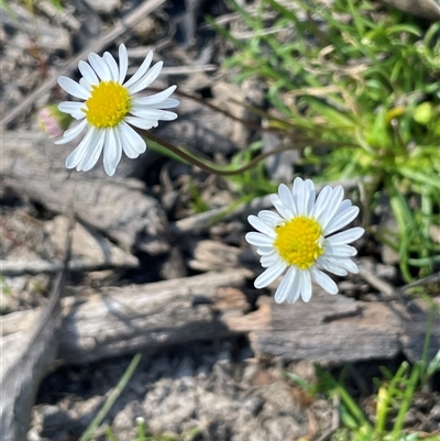 Calotis anthemoides (Chamomile Burr-daisy) at Broadway, NSW - 16 Oct 2025 by JaneR