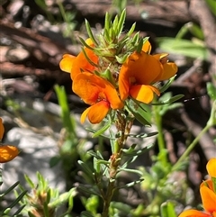 Pultenaea subspicata (Low Bush-pea) at Broadway, NSW - 16 Oct 2025 by JaneR