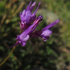 Linaria pelisseriana (Pelisser's Toadflax) at Denman Prospect, ACT - 13 Oct 2025 by Christine