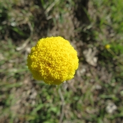 Craspedia variabilis (Common Billy Buttons) at Denman Prospect, ACT - 13 Oct 2025 by Christine