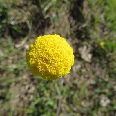 Craspedia variabilis (Common Billy Buttons) at Denman Prospect, ACT - 13 Oct 2025 by Christine