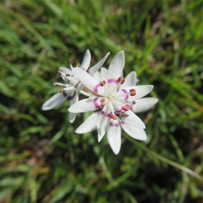Wurmbea dioica subsp. dioica (Early Nancy) at Denman Prospect, ACT - 13 Oct 2025 by Christine