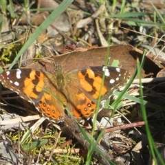 Vanessa kershawi (Australian Painted Lady) at Denman Prospect, ACT - 13 Oct 2025 by Christine