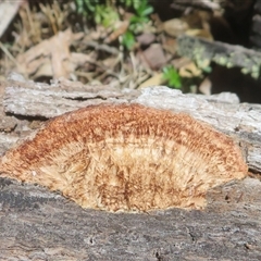 Unverified Cap, gills below, no stem & usually on wood [stemless mushrooms & the like] at Uriarra Village, ACT - 13 Oct 2025 by Christine