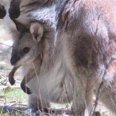 Notamacropus rufogriseus at Brindabella, ACT - 13 Oct 2025 by Christine