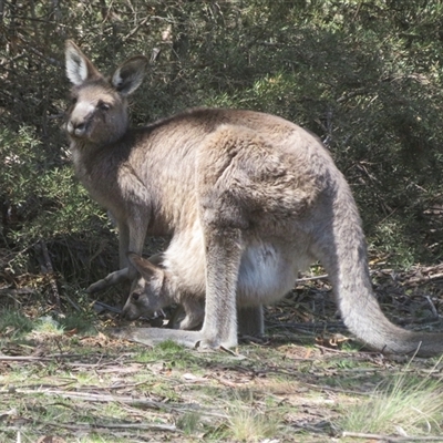 Macropus giganteus at Brindabella, ACT - 13 Oct 2025 by Christine