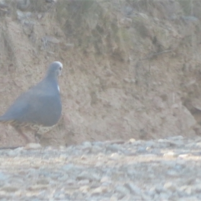 Leucosarcia melanoleuca (Wonga Pigeon) at Uriarra Village, ACT - 13 Oct 2025 by Christine
