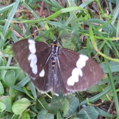Nyctemera amicus (Senecio Moth, Magpie Moth, Cineraria Moth) at Acton, ACT - 14 Oct 2025 by Christine