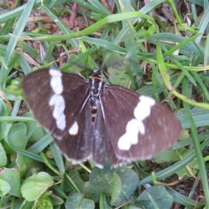 Nyctemera amicus (Senecio Moth, Magpie Moth, Cineraria Moth) at Acton, ACT - 14 Oct 2025 by Christine