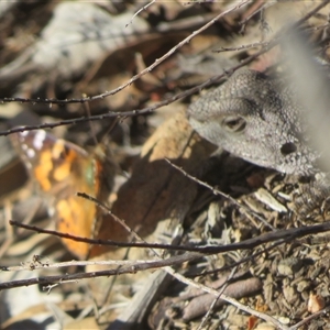 Amphibolurus muricatus at Acton, ACT - 14 Oct 2025 by Christine