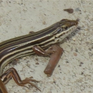 Ctenotus taeniolatus (Copper-tailed Skink) at Acton, ACT - 16 Oct 2025 by Christine