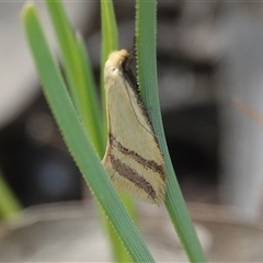 Coeranica isabella (A Concealer moth (Wingia group)) at Hall, ACT - 17 Oct 2025 by Anna123