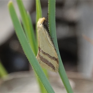 Coeranica isabella (A Concealer moth (Wingia group)) at Hall, ACT - Yesterday by Anna123