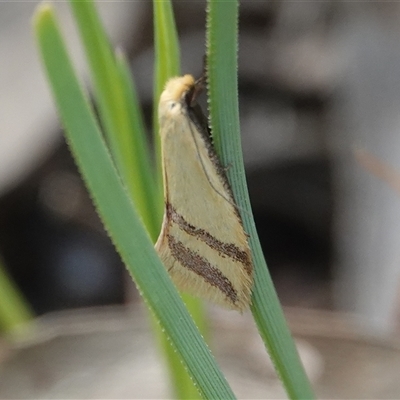 Coeranica isabella (A Concealer moth (Wingia group)) at Hall, ACT - 17 Oct 2025 by Anna123