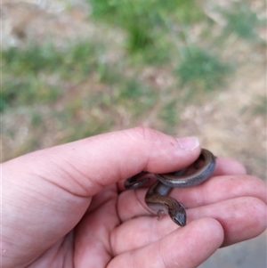 Hemiergis talbingoensis (Eastern Three-toed Earless Skink) at Evatt, ACT - Today by rbannister