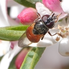 Psilota rubra (Red-tailed hoverfly) at Hall, ACT - 12 Oct 2025 by Anna123