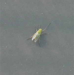 Unverified Insect at Kingston, ACT - Today by BrianSummers