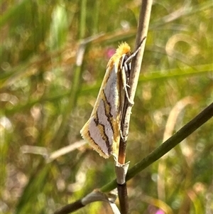 Thudaca mimodora (A Gelechioid moth) at Barren Grounds, NSW - Yesterday by Pirom