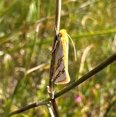 Thudaca mimodora at Barren Grounds, NSW - 17 Oct 2025 12:25 PM