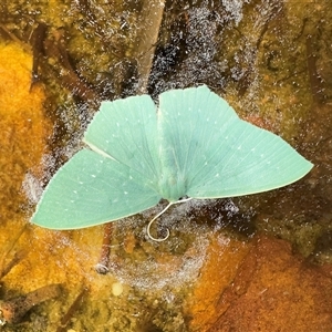 Maxates calaina (Neat-angled Emerald) at Barren Grounds, NSW - Yesterday by Pirom