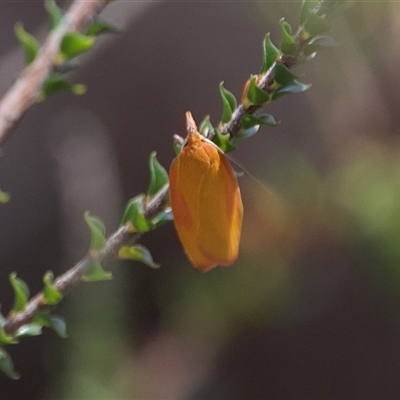 Wingia hesperidella (A Concealer moth (Wingia group) at Barren Grounds, NSW - 17 Oct 2025 by Pirom