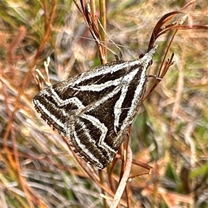 Dichromodes confluaria (Ceremonial Heath Moth) at Brogers Creek, NSW - Yesterday by Pirom