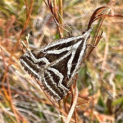 Dichromodes confluaria (Ceremonial Heath Moth) at Brogers Creek, NSW - 17 Oct 2025 by Pirom
