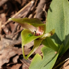 Chiloglottis sp. aff. jeanesii (Kybeyan Bird Orchid) by RobG1