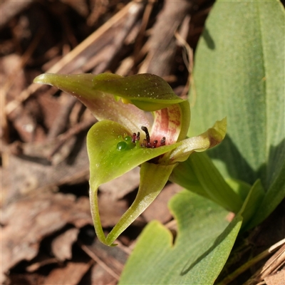 Chiloglottis sp. aff. jeanesii (Kybeyan Bird Orchid) at  - suppressed by RobG1